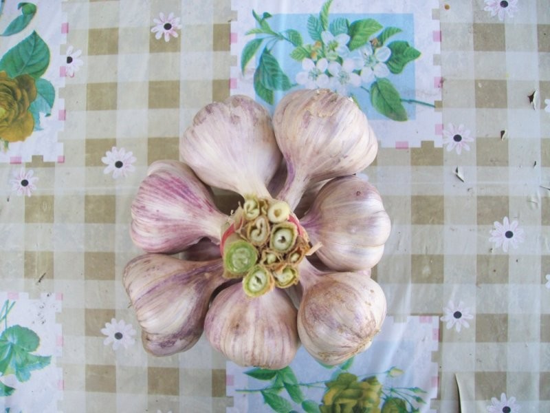 Czosnek zimowy Harnaś — zdjęcie 2