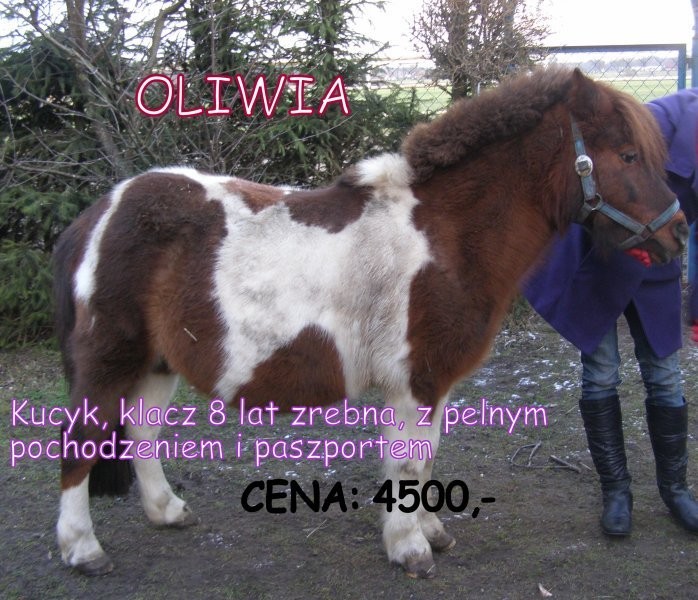 kucyki  od 850zł  i stanówka ogierkami tarantem i — zdjęcie 6