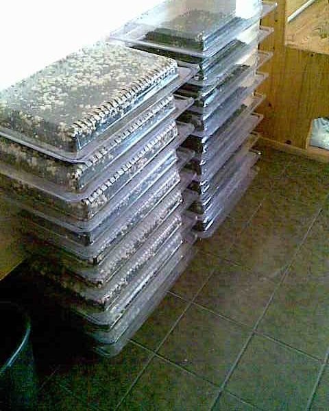 WYSZKOLĘ  HODOWCĘ — zdjęcie 3