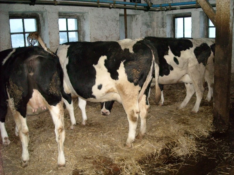 krowy i jałówki HF - STADO — zdjęcie 2