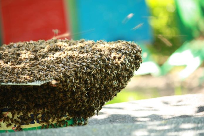 Sprzedam pszczoły w ulu warszawskim  — zdjęcie 5