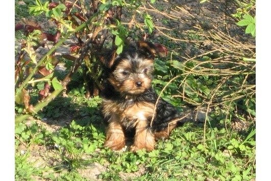 Yorkshire Terrier Welpen