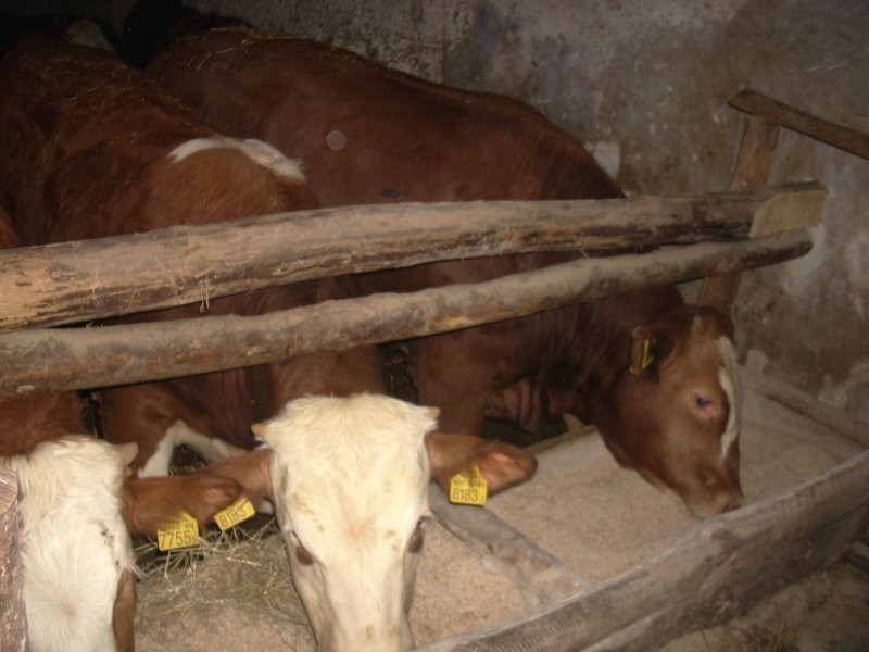 Sprzedam BYKI! Na EXPORT lub do DALSZEJ HODOWLI! — zdjęcie 1