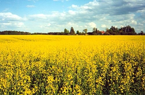 Kupię rzepak!!