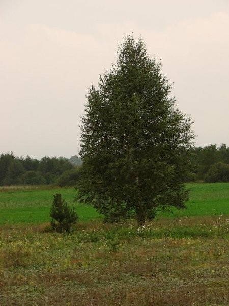 BEZPOŚREDNIO PONIATOWO ROLNA 20200m2 — zdjęcie 5