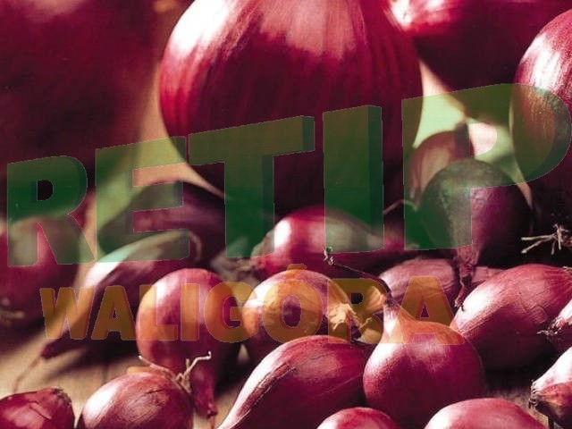 Cebula Dymka Red Karmen,Sturon,Cupido,Setton RETIP24.PL — zdjęcie 2