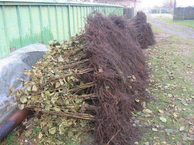 Sadzonki leszczyny — zdjęcie 1