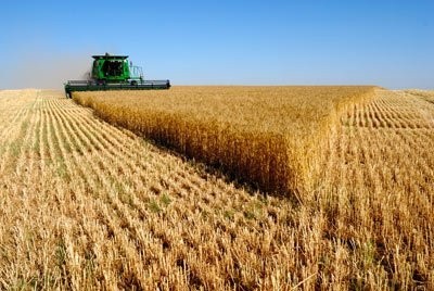 Zakupię zboże, również te gorszej jakości