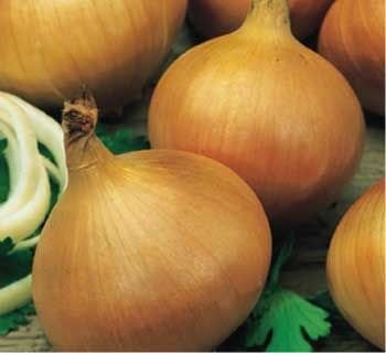 CEBULĘ KONSUMPCYJNĄ SPRZEDAM-CEBULA ZIMOWA-OZIMA-ZIMÓWKA-KONSUMPCYJNA — zdjęcie 1
