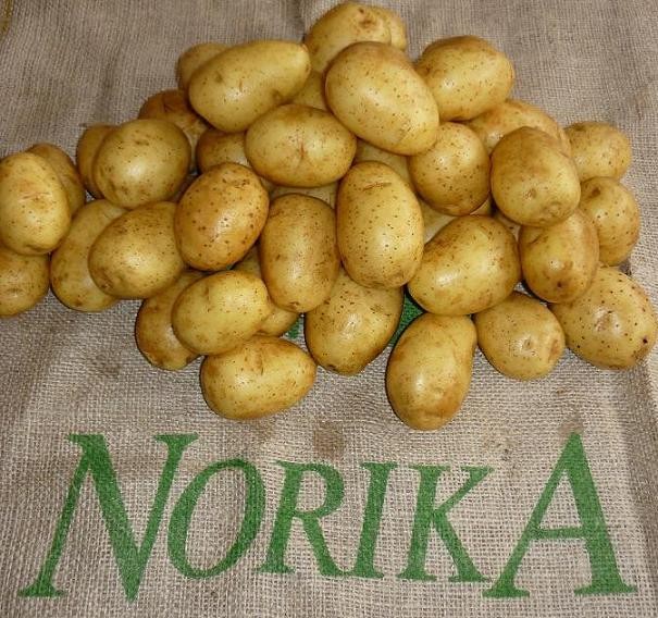 Sadzeniaki odmian jadalnych, chips i na frytki.