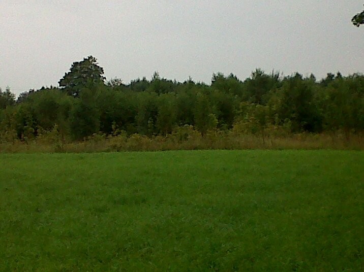 Sprzedam grewno na pniu — zdjęcie 1