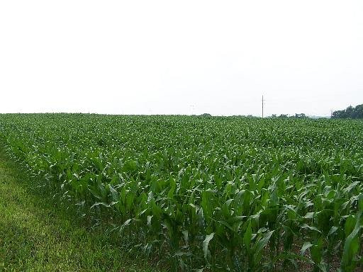 Ziemia rolna 420 hektarów  były PGR, obsiane