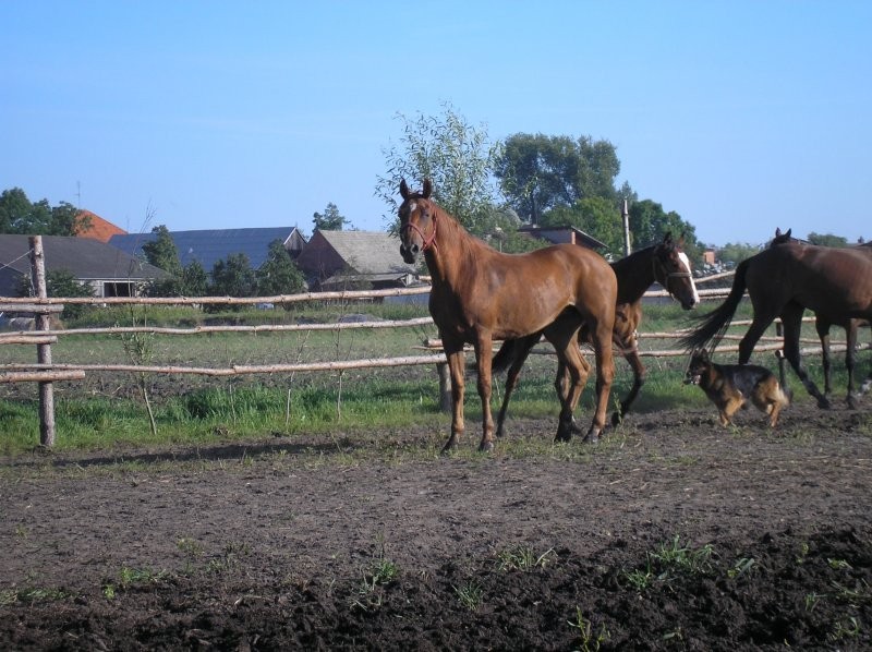 Sprzedam dwie klacze — zdjęcie 1