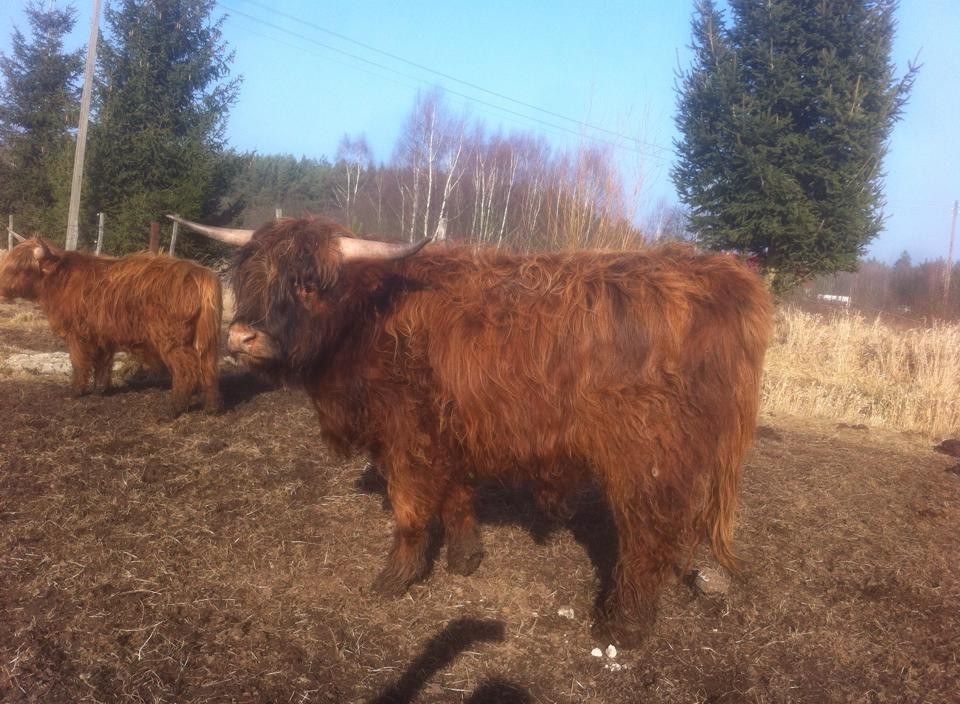 Byk Highland Cattle, szkockie wysokogórksie — zdjęcie 4