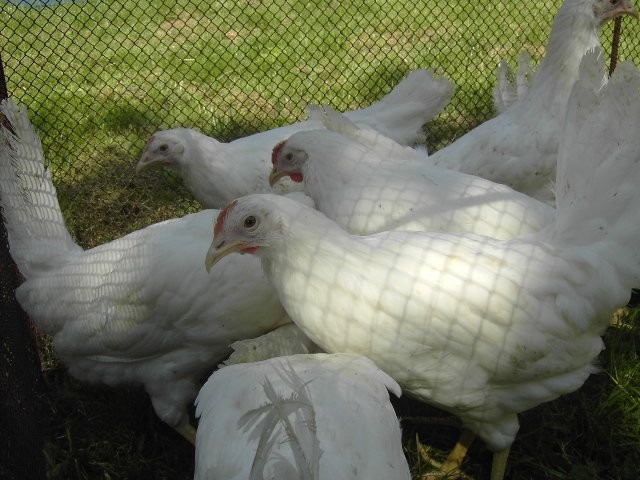LEGHORN-MEGA NIOSKI*KURKI 9 TYG.*WYSYŁAMY