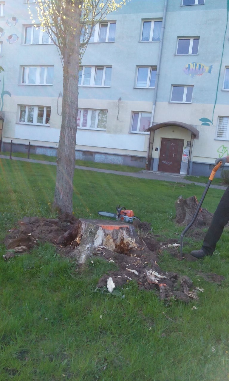 Karczowanie pni, karpy, wyrywanie, Wycinanie Drzew F-Vat — zdjęcie 1