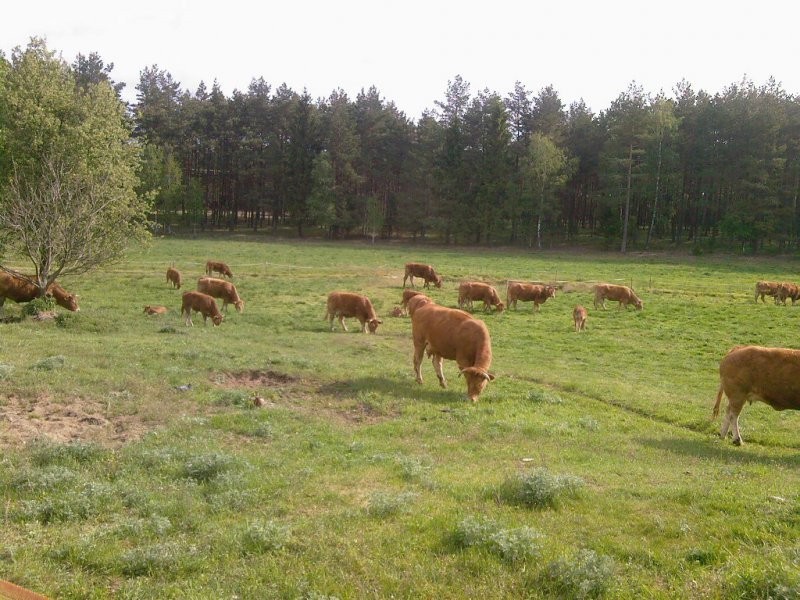 ODSADKI LIMOUSINE 100% — zdjęcie 2
