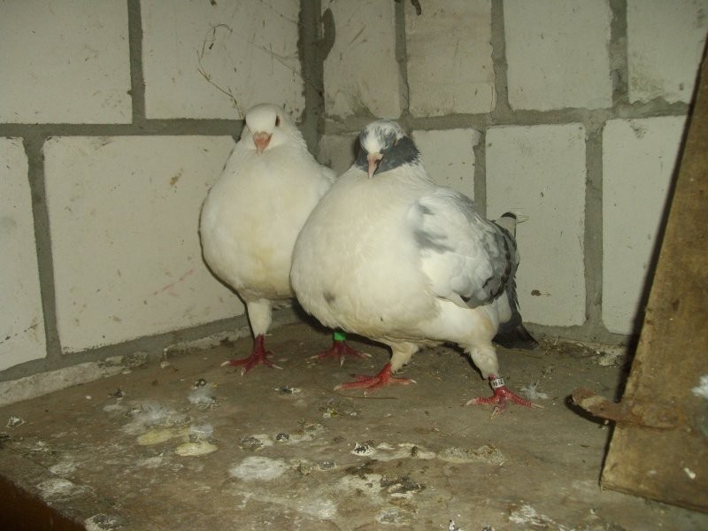 Kimondy( golebie miesne) para