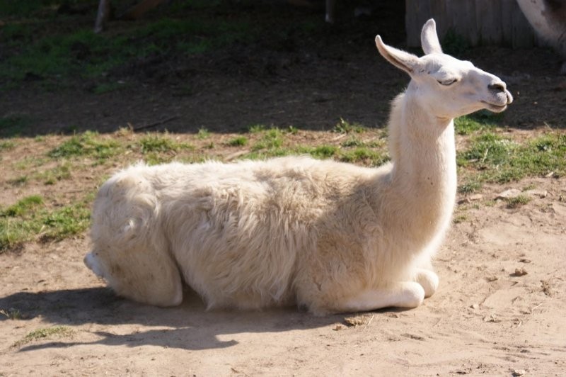 samiec lama — zdjęcie 1