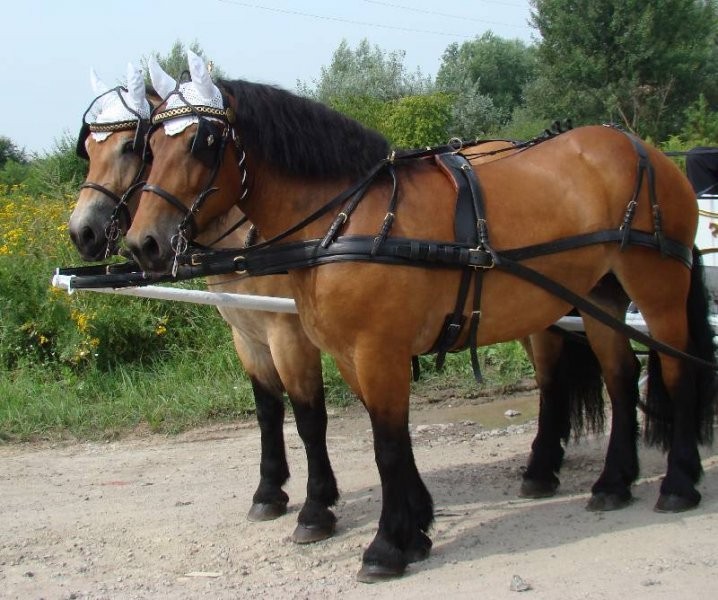 Uprząż wyjazdowa kompletna