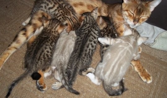 Bengal-Katze für ein gutes Zuhause. — zdjęcie 2