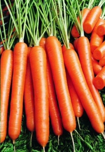 frische Karotten zum Verkauf — zdjęcie 1