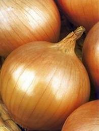 CEBULA