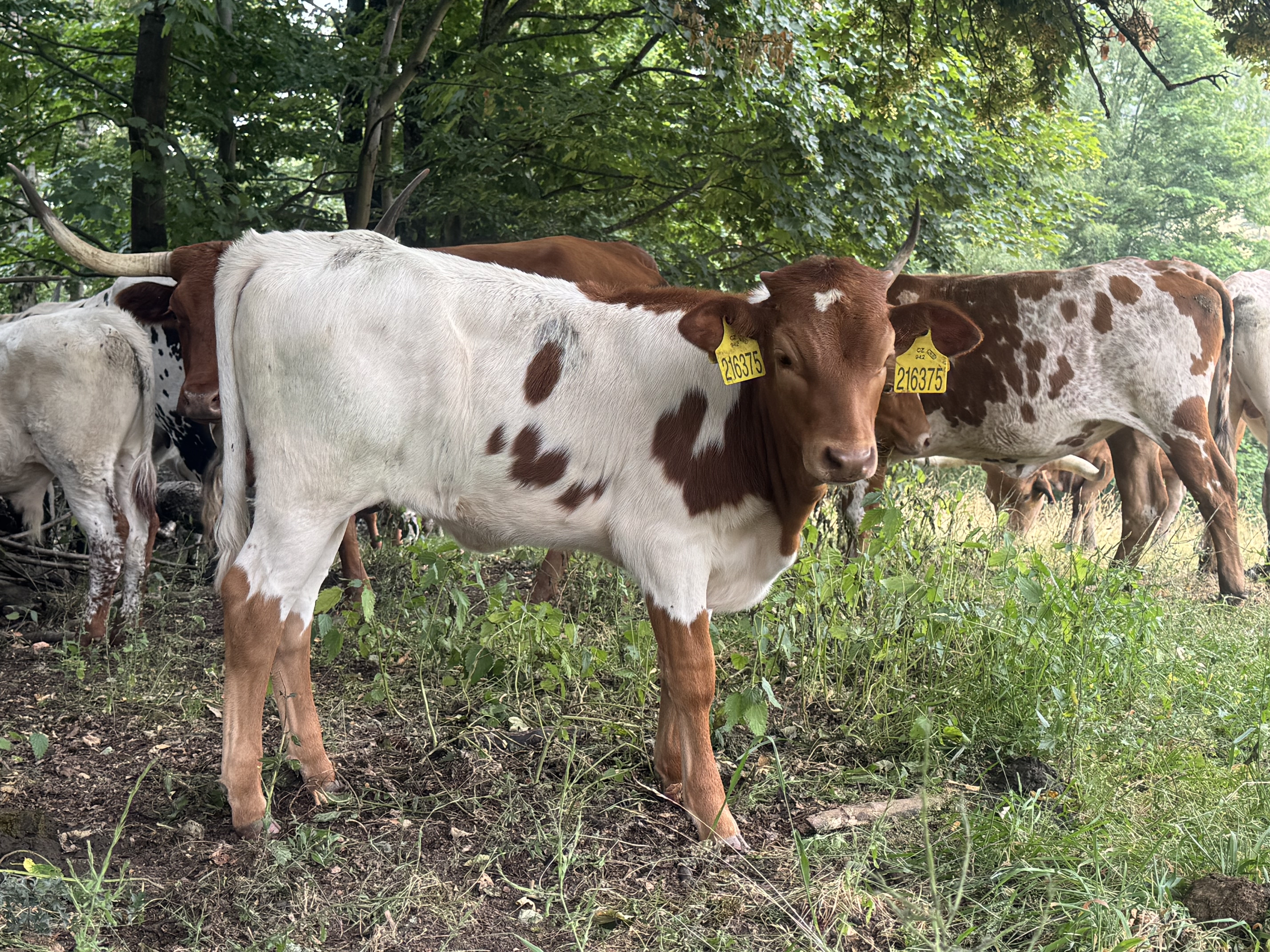 Texas longhorn for sale — zdjęcie 3