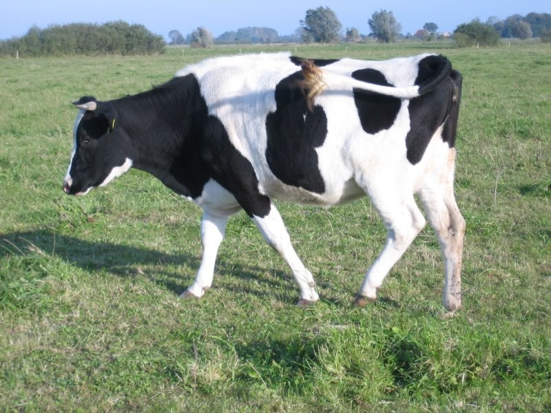 Jałówki wysokocielne, krowy, H-F, Simental, M-B, F — zdjęcie 1