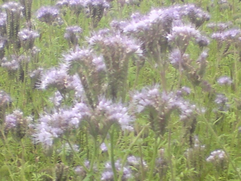 Facelia Błękitna — zdjęcie 1