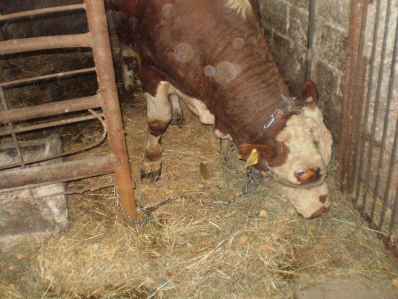 sprzedam byka 400kilo — zdjęcie 3
