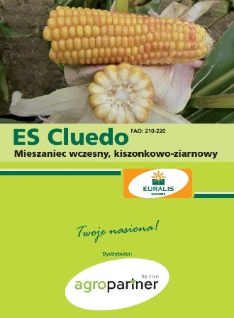 NASIONA KUKURYDZY - NOWOŚĆ NA RYNKU! — zdjęcie 1