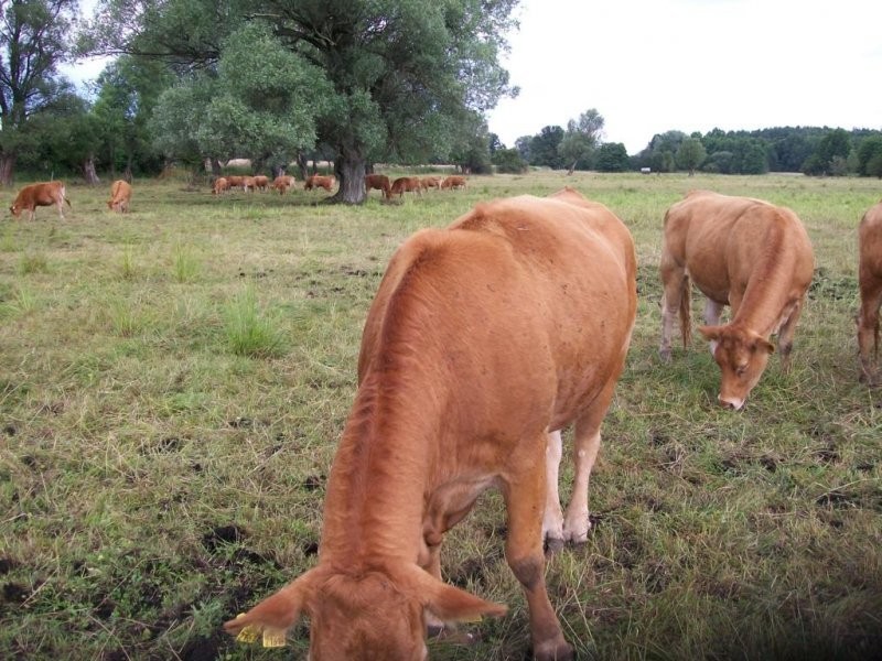 Sprzedam bydło rasy limousine 100% — zdjęcie 1