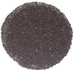 Rzepak ROSJA EXPORT
