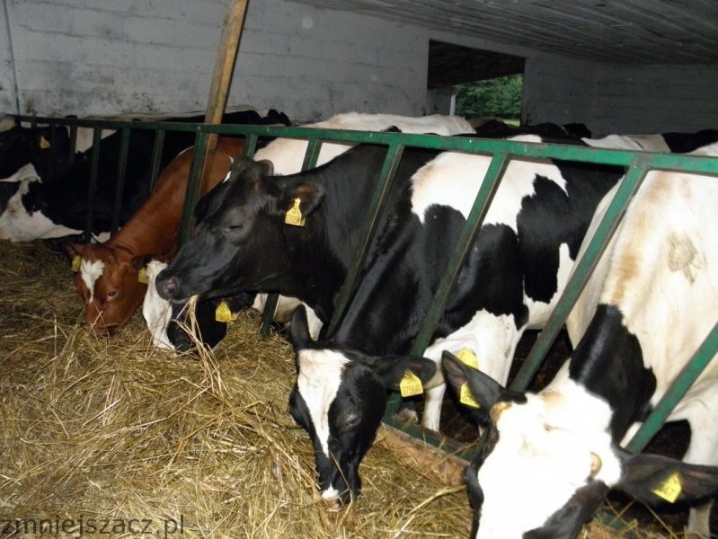 Jałowki Holsztynofryzyjkie i Simmental — zdjęcie 2
