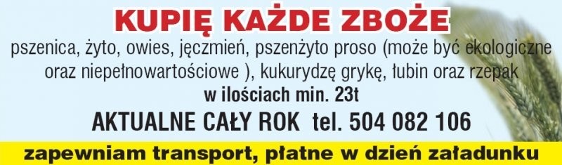 kupię żyto PŁATNE W DNIU ZAŁADUNKU