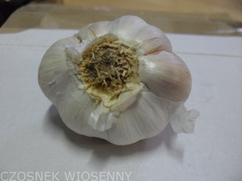 Sprzedam CZOSNEK WIOSENNY — zdjęcie 2