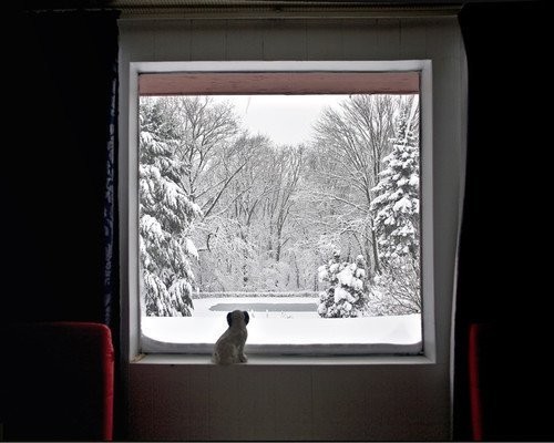 zoopsycholog