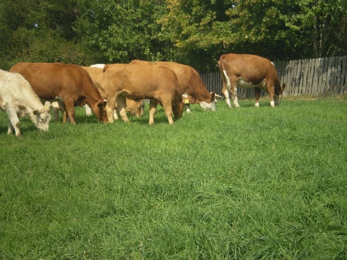 HODOWLA BYDŁA MIĘSNEGO  — zdjęcie 2