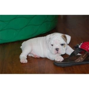 (Herausragende Bulldogge Welpen zur Annahme)