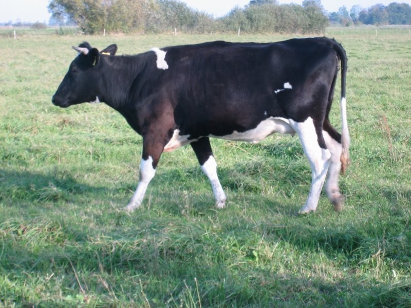 jałówki HF