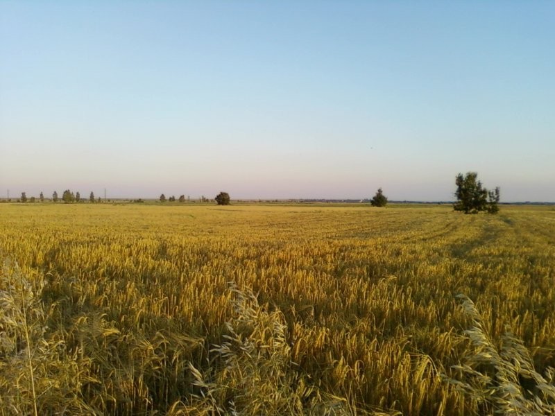 gospodarstwo rolne 3500 hektarow, ziemia orna