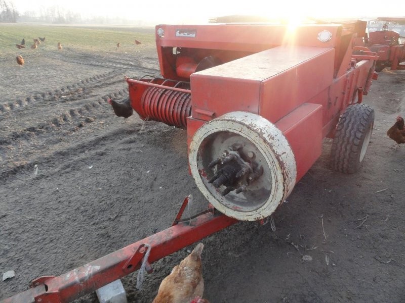 Sprzedam prase sipme z224/1 — zdjęcie 2