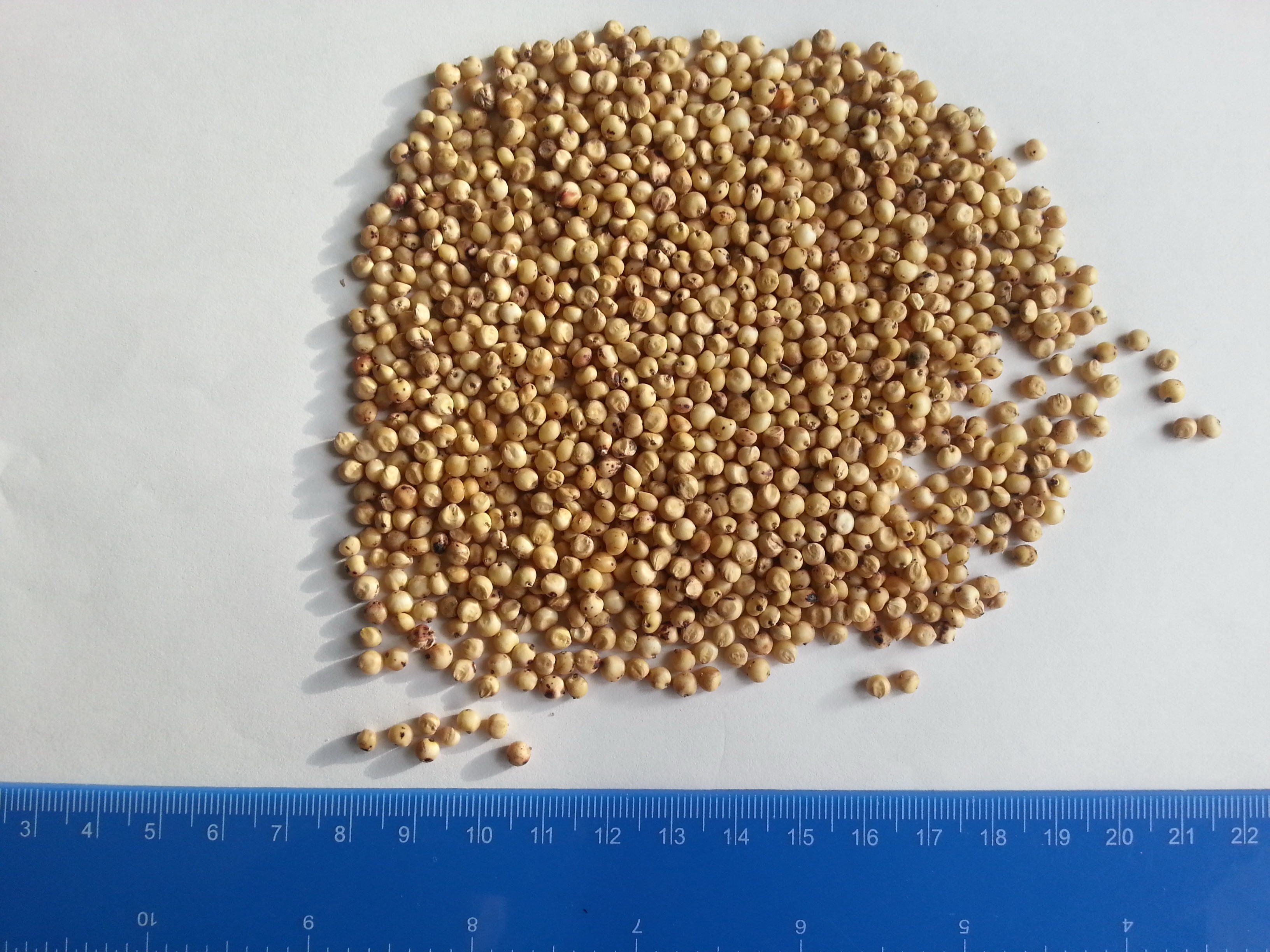 Sprzedam sorgo białe.