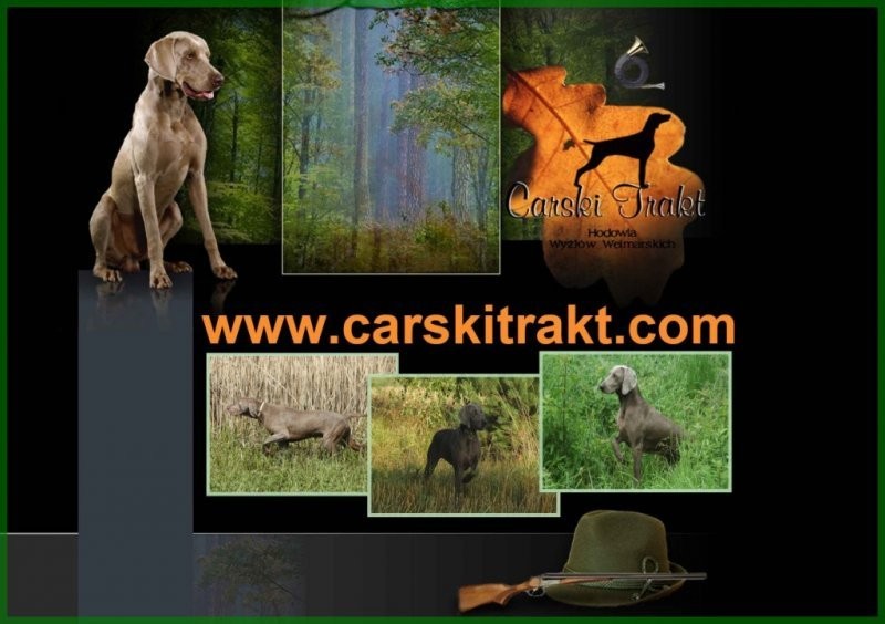 Weimaraner puppies - Wyżeł weimarski - szczenięta. — zdjęcie 1