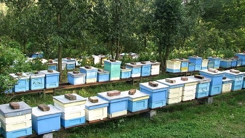 SPRZEDAM ODKŁADY I RODZINY PSZCZELE