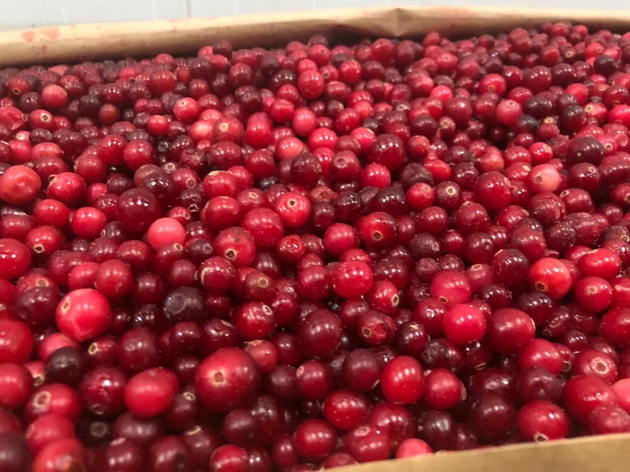 Sprzedam BIO Żurawina. Certyfikat Organiczna klasa A. Mrożone.  — zdjęcie 1