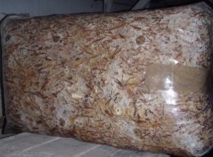 grzybnia boczniaka, boczniak, grzybnia, podłoże, balot, kostka