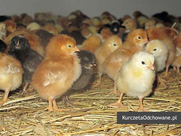 Kurczęta odchowane kury kokoszki Świętokrzyskie Starachowice Mirzec  — zdjęcie 7