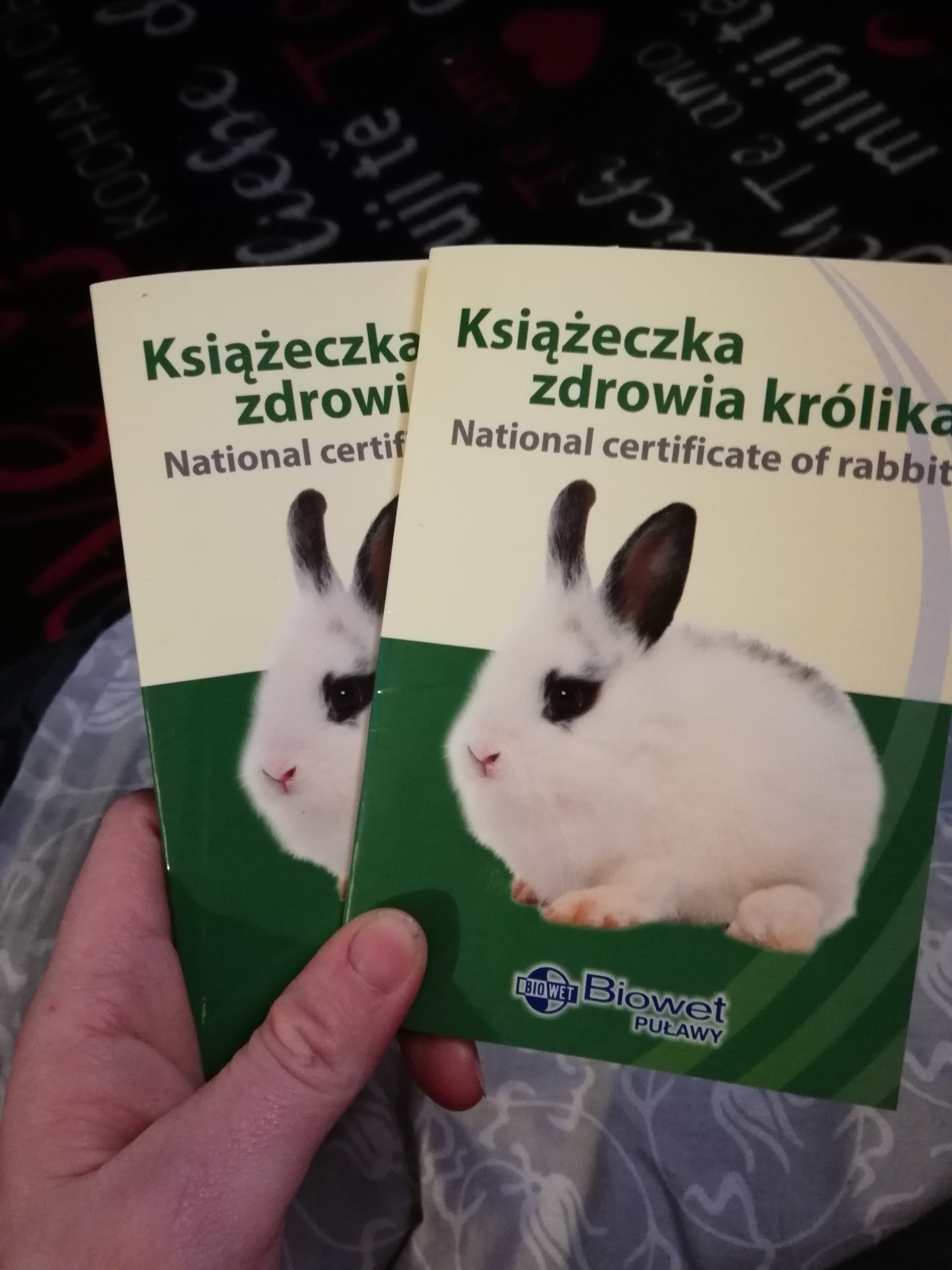 Sprzedam króliczki 3 Miesieczne za 400 zl — zdjęcie 1